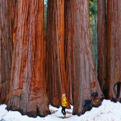 Un dia entero en Sequoia National Park