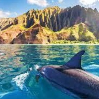 PASEO CON DELFINES EN HAWAI